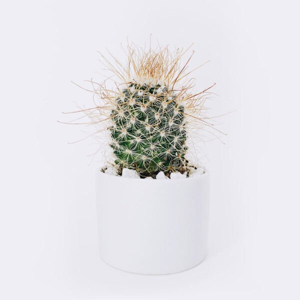 Ball Cactus from Elandra Flowers – best flower shop in Dubai