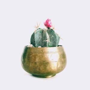Star Cactus plant arrangement from Elandra Flowers – best flower shop in Dubai