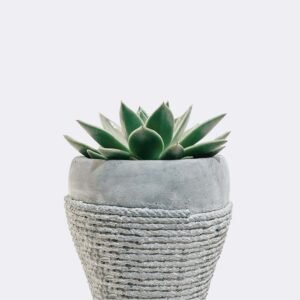 Green Soil Lotus plant from Elandra Flowers – best flower shop in Dubai
