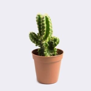 Mini San Pedro Cactus from Elandra Flowers – best flower shop in Dubai