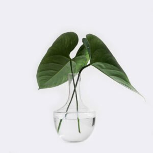 Money Plant from Elandra Flowers – best flower shop in Dubai