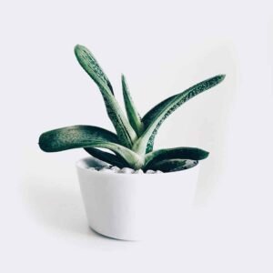 Boncellensis Succulent from Elandra Flowers – best flower shop in Dubai