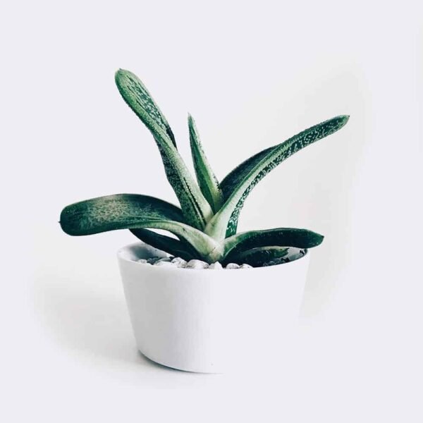 Boncellensis Succulent from Elandra Flowers – best flower shop in Dubai
