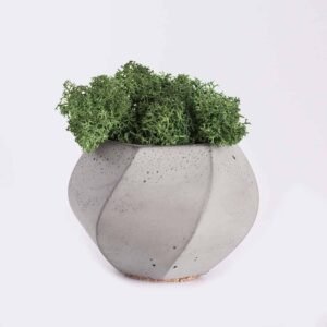 Piorro Quisquam plant from Elandra Flowers – best flower shop in Dubai