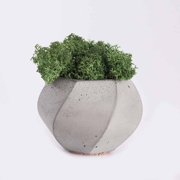 Piorro Quisquam plant from Elandra Flowers – best flower shop in Dubai