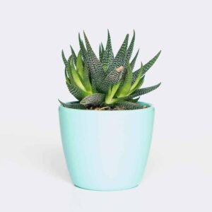 Rattle Snake Tail plant from Elandra Flowers – best flower shop in Dubai