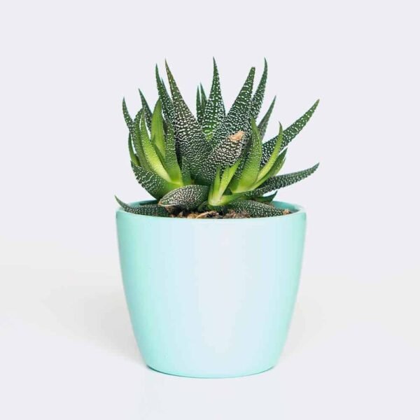 Rattle Snake Tail plant from Elandra Flowers – best flower shop in Dubai