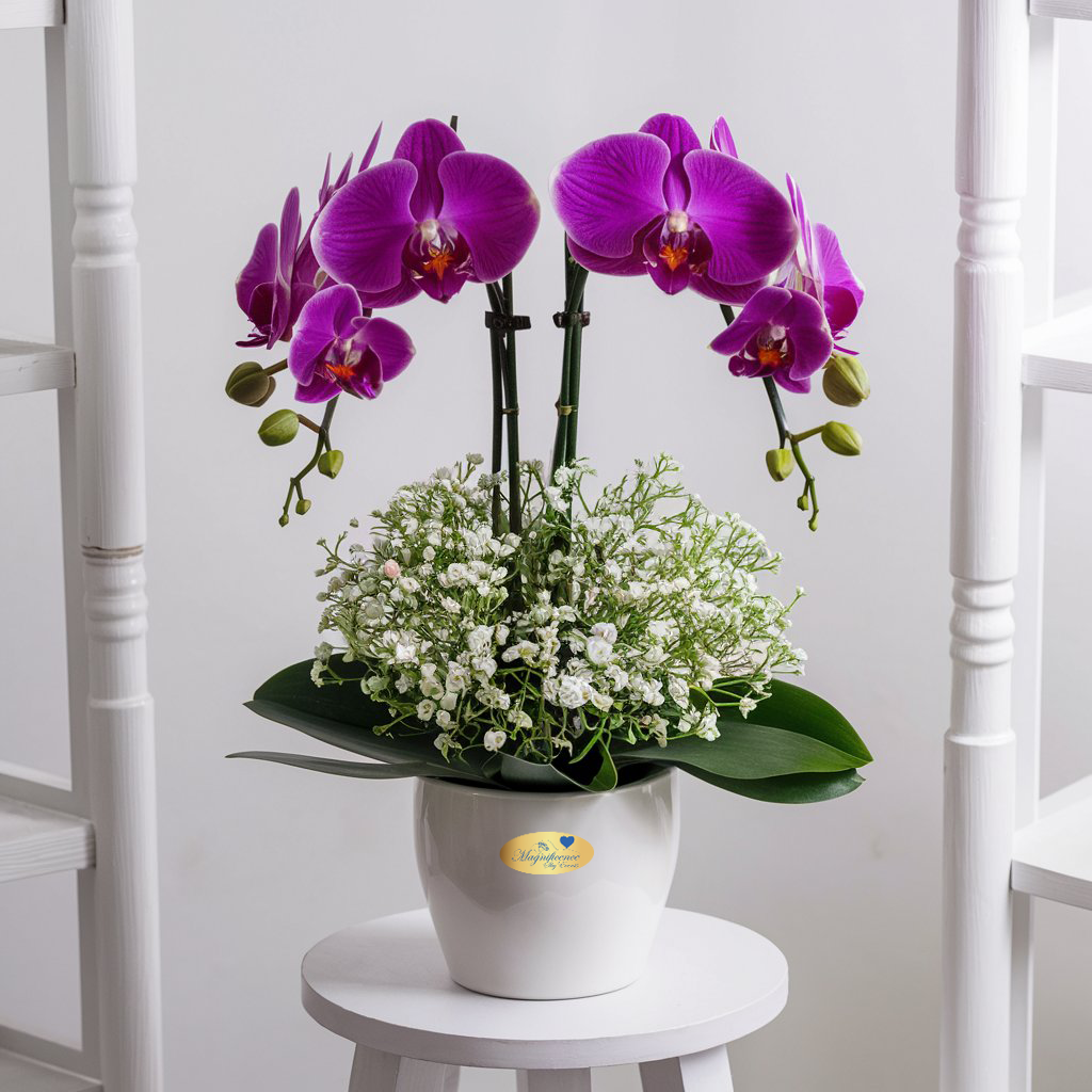 Phalaenopsis Orchids arrangement by Elandra flowers – Best flower shop in Dubai