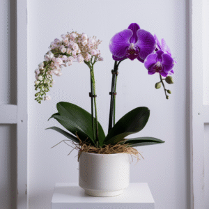 Phalaenopsis orchids and dendrobium orchid arrangement by Elandra flowers, best flower shop in Dubai