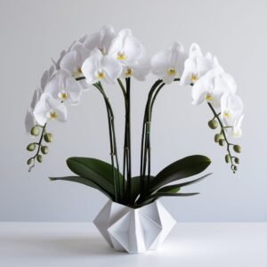 Phalaenopsis orchid plant by Elandra flowers, best flower shop in Dubai
